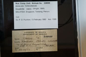 Media type: image;   Malacology 228098 Description: Digital documentation photo of preserved specimen.;